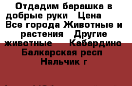 Отдадим барашка в добрые руки › Цена ­ 1 - Все города Животные и растения » Другие животные   . Кабардино-Балкарская респ.,Нальчик г.